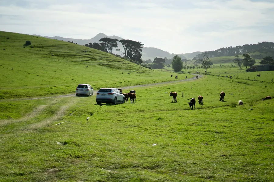 Utes parked by a steel paddock fence with cattle behind